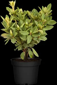 rhodo (arbor.) 'red jack' (60- 80cm) - afbeelding 3
