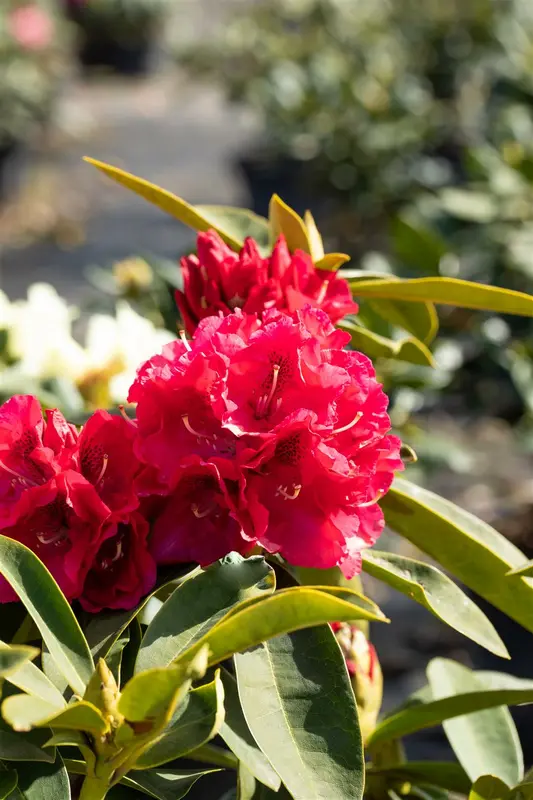 Rhodo (arbor.) 'Wilgen's Ruby' 80-100 C30 - afbeelding 4
