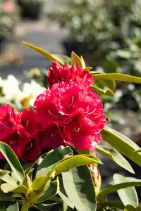Rhodo (arbor.) 'Wilgen's Ruby' 80-100 C30 - afbeelding 4