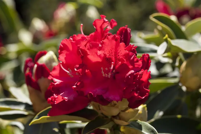 Rhodo (arbor.) 'Wilgen's Ruby' 80-100 C30 - afbeelding 1