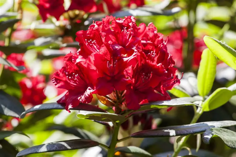 Rhodo (arbor.) 'Wilgen's Ruby' 80-100 C30 - afbeelding 2