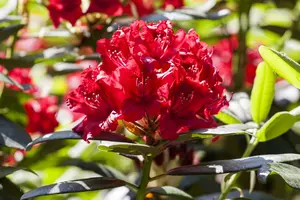Rhodo (arbor.) 'Wilgen's Ruby' 80-100 C30 - afbeelding 2