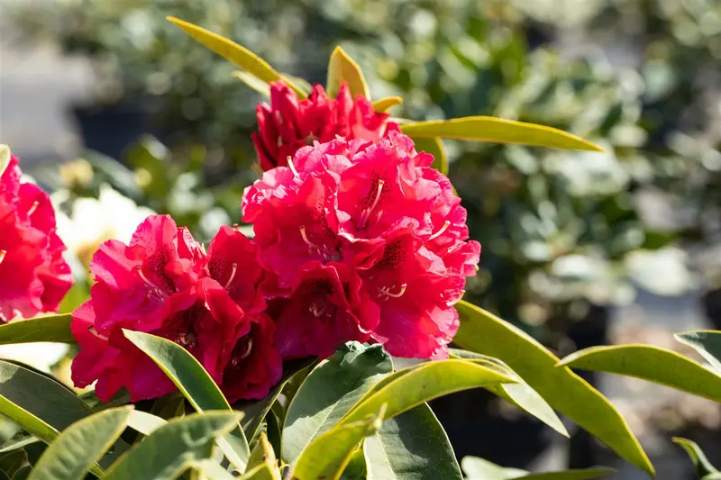 Rhodo (arbor.) 'Wilgen's Ruby' 80-100 C30 - afbeelding 3