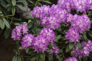 rhodo (catawb.) 'alfred' (40- 50cm) - afbeelding 5