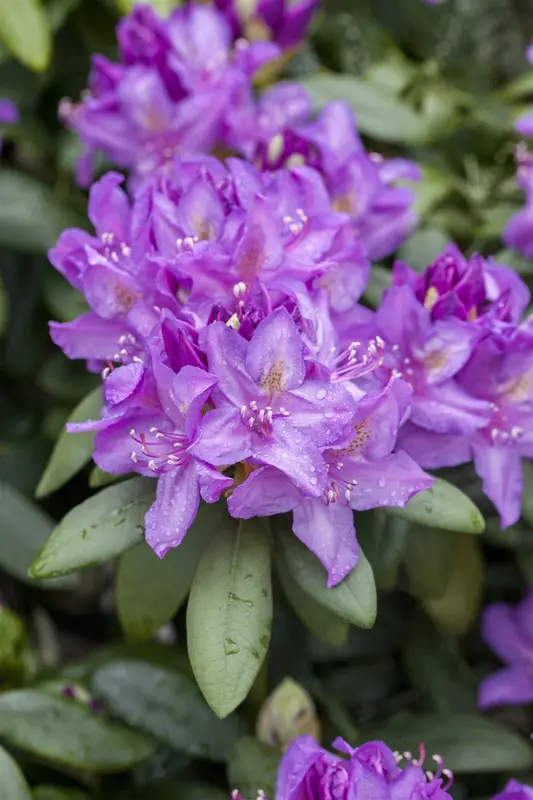 Rhodo (catawb.) 'Boursault' 60- 80   C10 - afbeelding 2