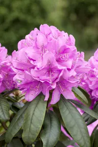 Rhodo (catawb.) 'Boursault' 60- 80   C10 - afbeelding 4