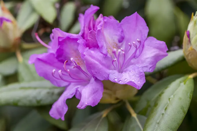 Rhodo (catawb.) 'Boursault' 80-100   C30 - afbeelding 1
