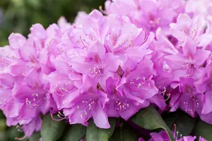Rhodo (catawb.) 'Boursault' 80-100   C30 - afbeelding 3