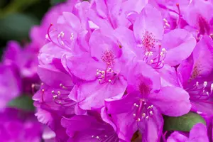 Rhodo (catawb.) 'Boursault' 80-100   C30 - afbeelding 5