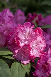 Rhodo (catawb.) 'Germania' 125-150   C65 - afbeelding 3