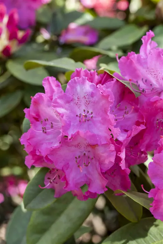 Rhodo (catawb.) 'Germania' 125-150   C65 - afbeelding 4