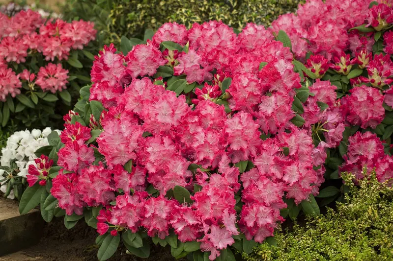 Rhodo (catawb.) 'Germania' 125-150   C65 - afbeelding 2