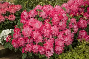 Rhodo (catawb.) 'Germania' 125-150   C65 - afbeelding 2
