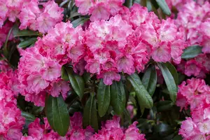 Rhodo (catawb.) 'Germania' 125-150   C65 - afbeelding 5