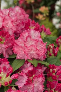 rhodo (catawb.) 'germania' (40- 50cm) - afbeelding 5