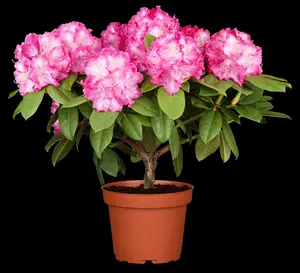 rhodo (catawb.) 'germania' (40- 50cm) - afbeelding 5