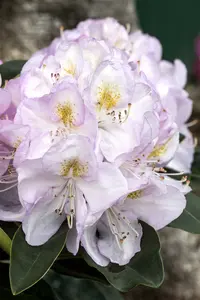 Rhodo (catawb.) 'Gomer Waterer' 80-100 C30 - afbeelding 4