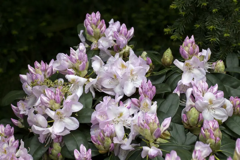 Rhodo (catawb.) 'Gomer Waterer' 80-100 C30 - afbeelding 1