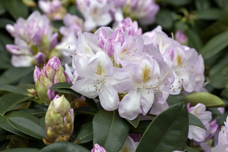 Rhodo (catawb.) 'Gomer Waterer' 80-100 C30 - afbeelding 2