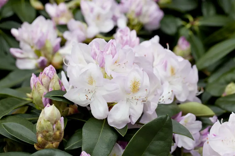 Rhodo (catawb.) 'Gomer Waterer' 80-100 C30 - afbeelding 3