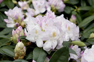 Rhodo (catawb.) 'Gomer Waterer' 80-100 C30 - afbeelding 3