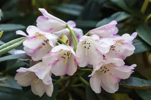 Rhodo (catawb.) 'Gomer Waterer' 80-100 C30 - afbeelding 5