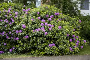 rhodo (catawb.) 'grandiflorum' (80-100 cm) - afbeelding 5