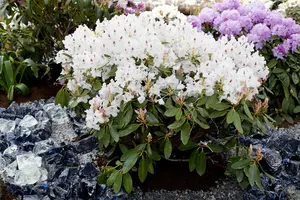 rhodo (catawb.) 'madame masson' (60- 80cm) - afbeelding 5