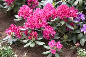 rhodo (catawb.) 'nova zembla' (60- 80cm) - afbeelding 5
