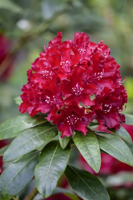 Rhodo (catawb.) 'Sammetglut' 60- 80   C10 - afbeelding 3
