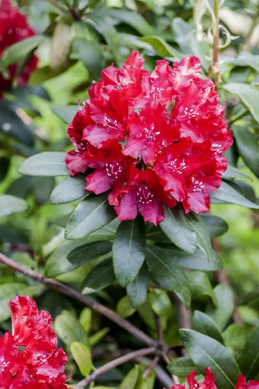 Rhodo (catawb.) 'Sammetglut' 60- 80   C10 - afbeelding 5