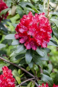Rhodo (catawb.) 'Sammetglut' 60- 80   C10 - afbeelding 5