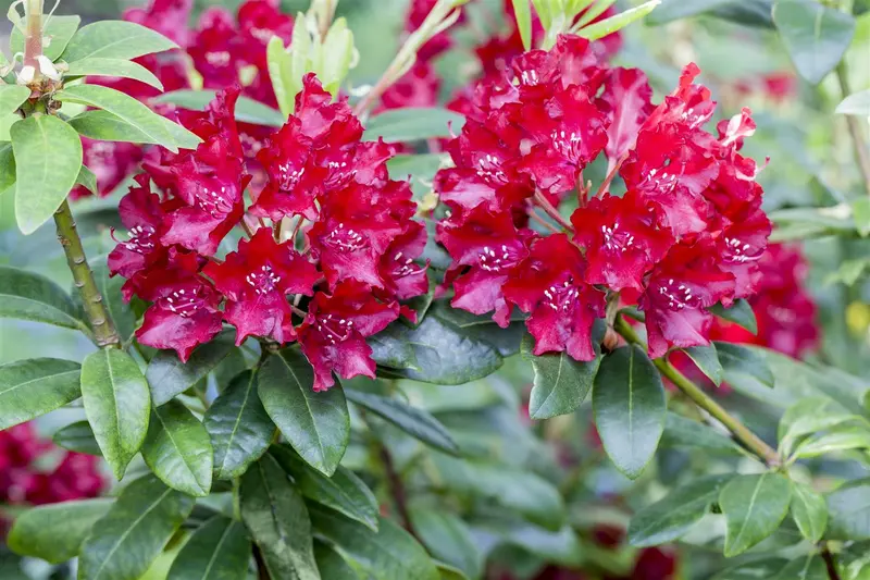 Rhodo (catawb.) 'Sammetglut' 60- 80   C10 - afbeelding 4