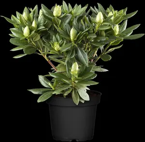 rhodo (caucas.) 'cosmopolitan' (40- 50cm) - afbeelding 5