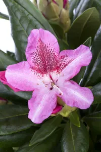 Rhodo (caucas.) 'Cosmopolitan' 80-100 C30
