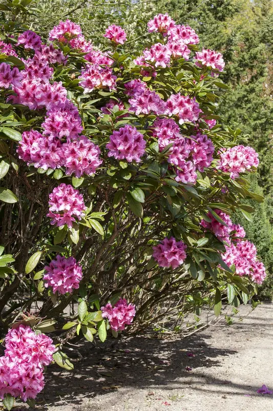 Rhodo (caucas.) 'Cosmopolitan' 80-100   C30 - afbeelding 4