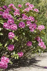 Rhodo (caucas.) 'Cosmopolitan' 80-100   C30 - afbeelding 4