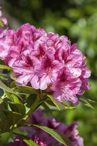 Rhodo (caucas.) 'Cosmopolitan' 80-100   C30 - afbeelding 5