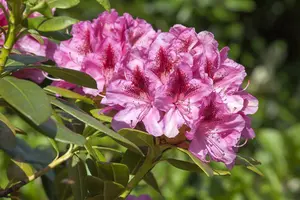 Rhodo (caucas.) 'Cosmopolitan' 80-100   C30 - afbeelding 3