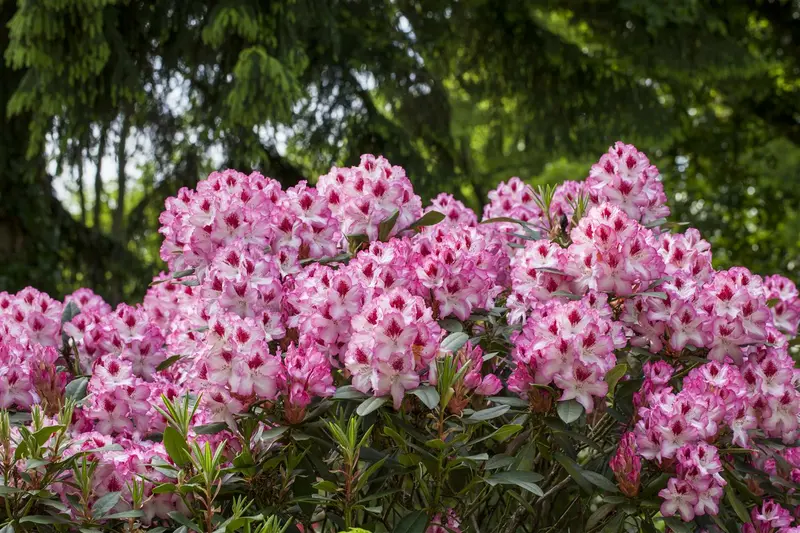 Rhodo (caucas.) 'Etoile de Sleidinge' 80-100   C30 - afbeelding 1