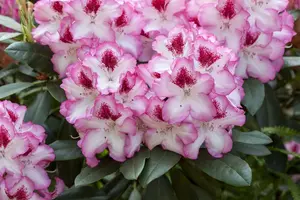 Rhodo (caucas.) 'Etoile de Sleidinge' 80-100   C30 - afbeelding 2