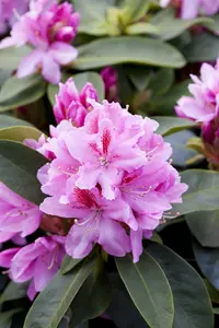 Rhodo (caucas.) 'Furnivall's Daughter' 60- 80   C10 - afbeelding 2