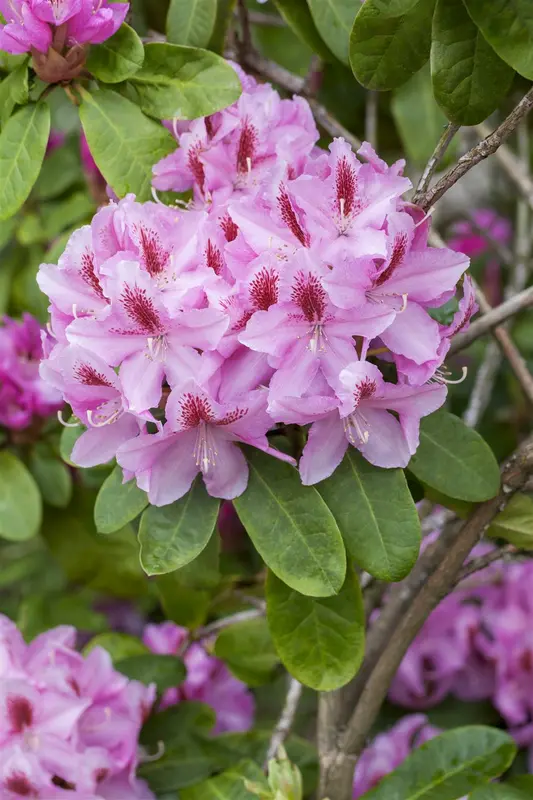 Rhodo (caucas.) 'Furnivall's Daughter' 60- 80   C10 - afbeelding 4