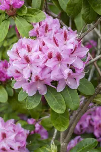 Rhodo (caucas.) 'Furnivall's Daughter' 60- 80   C10 - afbeelding 4