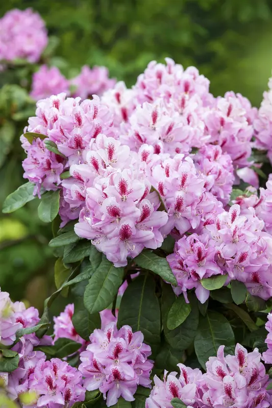 Rhodo (caucas.) 'Furnivall's Daughter' 60- 80   C10 - afbeelding 5
