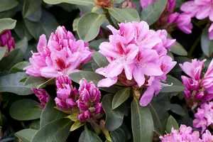 Rhodo (caucas.) 'Furnivall's Daughter' 60- 80   C10 - afbeelding 1