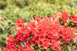 Rhodo (forr.) 'Baden-baden' 40- 50   C7