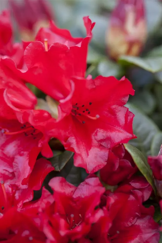 Rhodo (forr.) 'Bengal' 25- 30   C3