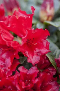 Rhodo (forr.) 'Bengal' 25- 30   C3
