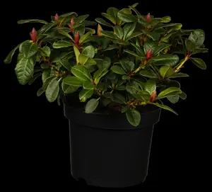rhodo (forr.) 'scarlet wonder' (25- 30cm) - afbeelding 5